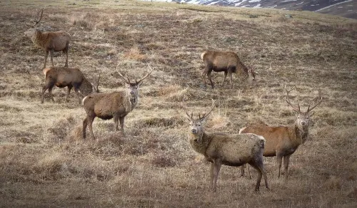 Red deer in a countryside setting — the inspiration for traditional antler crafts — David Thorne, photograph 48