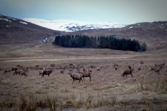 24 Stags